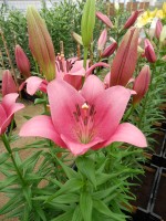 [4032 Lady Luck No02.JPG]